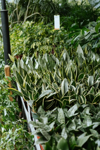 SANSEVIERIA 3L